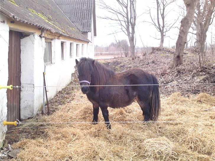 Shetlænder Smilla "solgt" billede 8