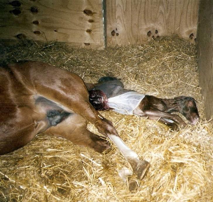 Frederiksborg Vivaldi´s Tess - Her kommer Vivaldi´s Tess til verden. billede 2