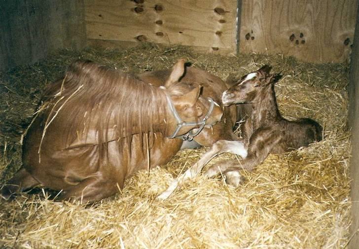 Frederiksborg Vivaldi´s Tess - Her kommer Vivaldi´s Tess til verden. billede 3