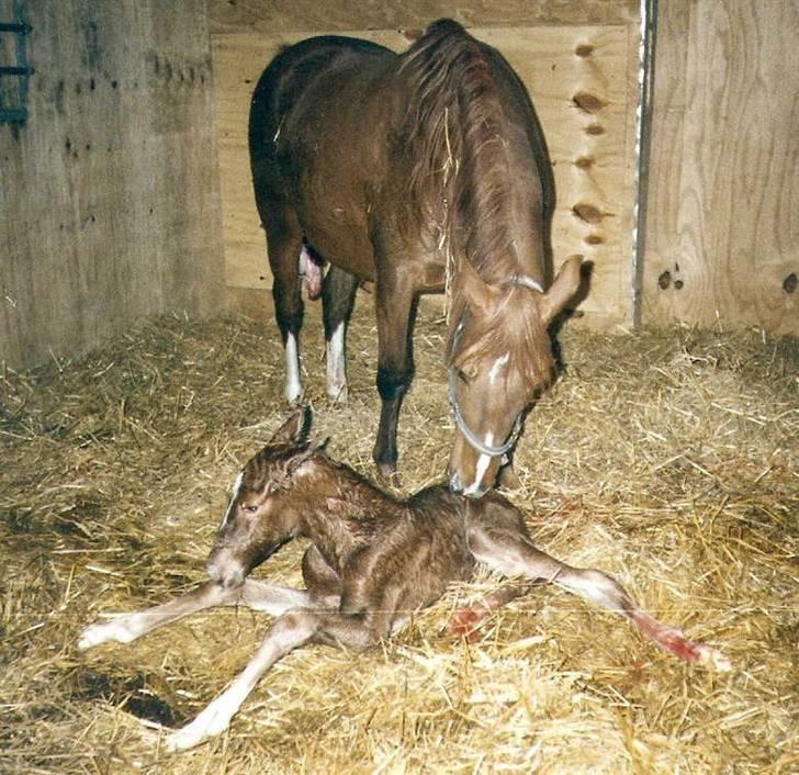 Frederiksborg Vivaldi´s Tess - Her er Vivaldi´s Tess få minutter gammel. billede 4