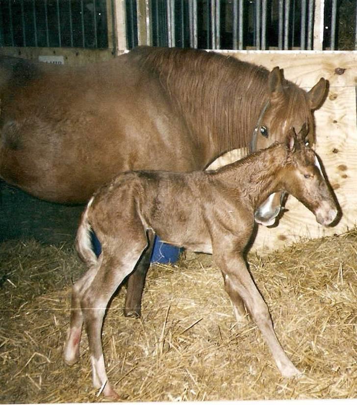 Frederiksborg Vivaldi´s Tess - Her er Vivaldi´s Tess få minutter gammel. Og lige kommer på benene. billede 5