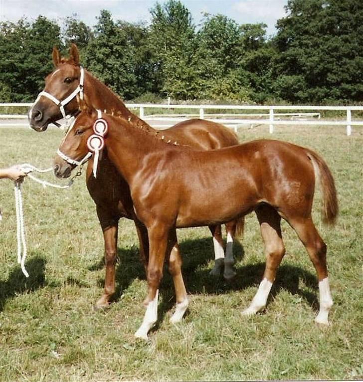 Frederiksborg Vivaldi´s Tess - Her står Vivaldi´s Tess som  "Årets føl 2002". billede 6