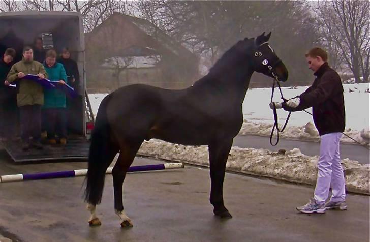 Tysk Sportspony Holsteins Number One (A-pony) - Kåring i Ikast billede 10