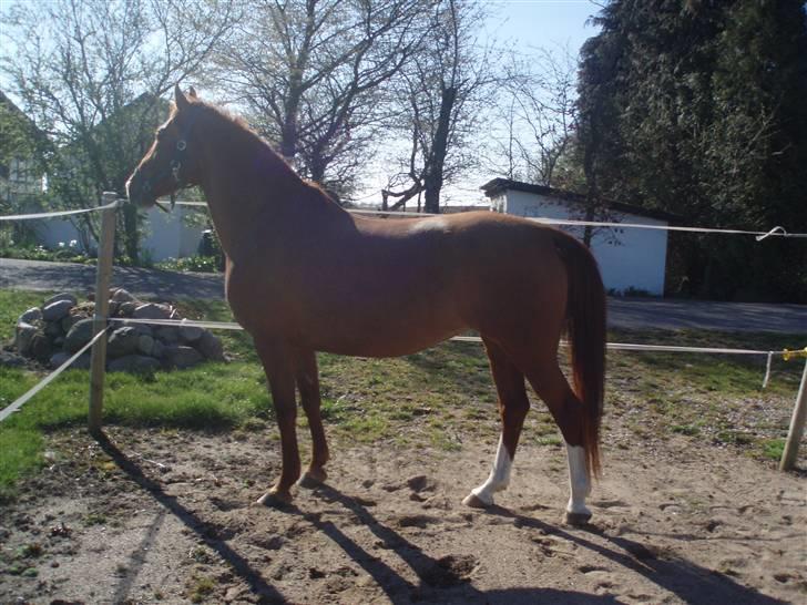 Frederiksborg Vivaldi´s Cecillia - Vores smukke hoppe, vi savner hende meget. billede 12