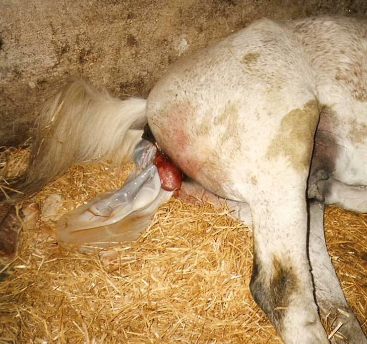 Frederiksborg Vivaldi´s Cecillia - Her kommer Vivaldi´s Cecillia af Dahlberg til verden. billede 2