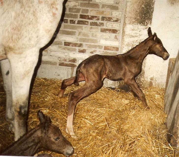 Frederiksborg Vivaldi´s Cecillia - Her ser i Vivaldi´s Cecillia, og ja i ser rigtigt, hun fik sørme en tvillingebror :-) billede 3