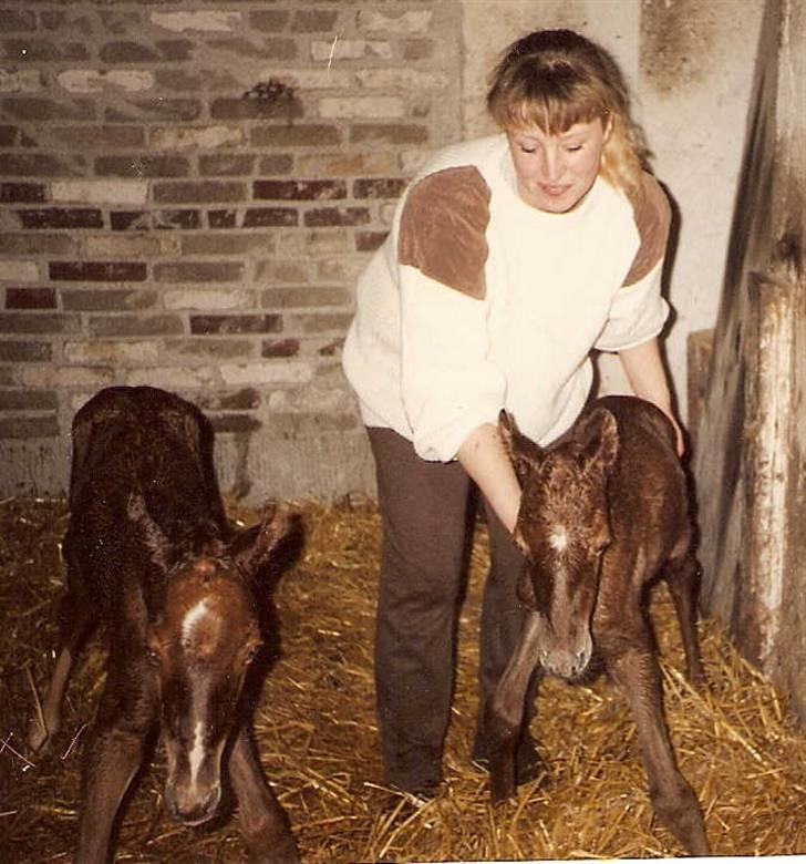 Frederiksborg Vivaldi´s Cecillia - Her ser i Cecillia til venstre og hendes tvillingebror Shetan til højre. billede 4