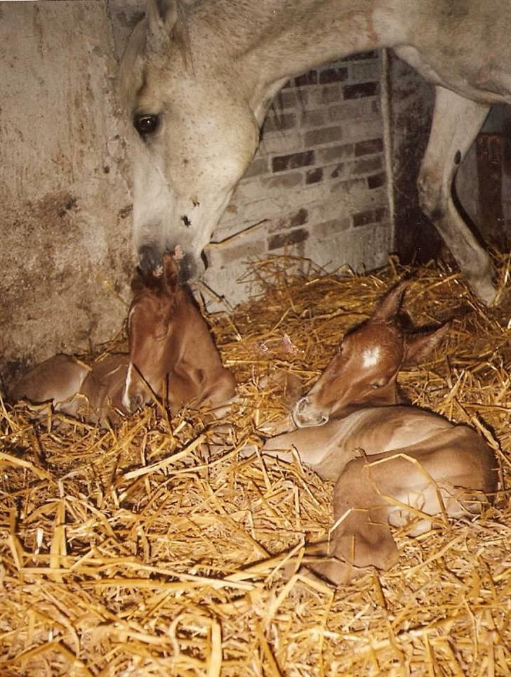 Frederiksborg Vivaldi´s Cecillia - Tvillingerne pusses og nusses af deres mor Vivaldi´s Lolitta. billede 5