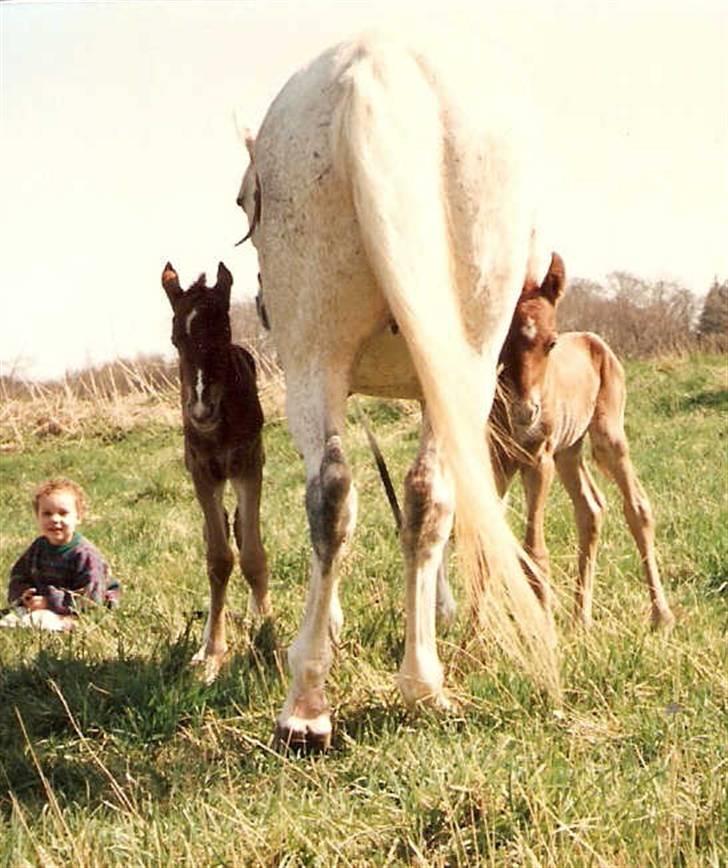 Frederiksborg Vivaldi´s Cecillia - 1 dag på græs, Cecillia til venstre og Shetan til højre. billede 6