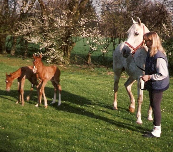 Frederiksborg Vivaldi´s Cecillia - Her er de ca. 4 dage gamle. billede 7