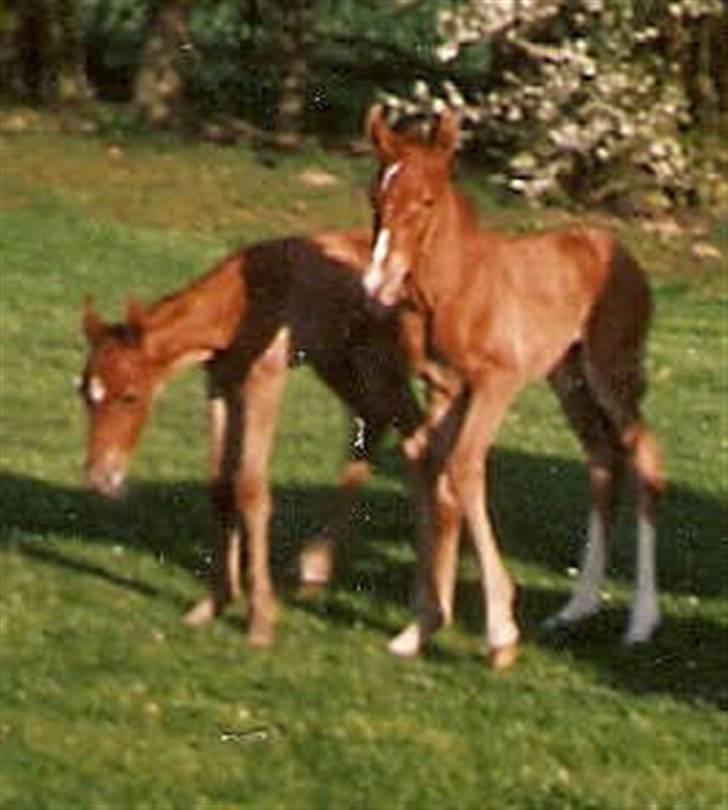Frederiksborg Vivaldi´s Cecillia - 4 dage gamle, desværre blev Shetan aflivet dagen efter, pga vand i lungerne :-( billede 8