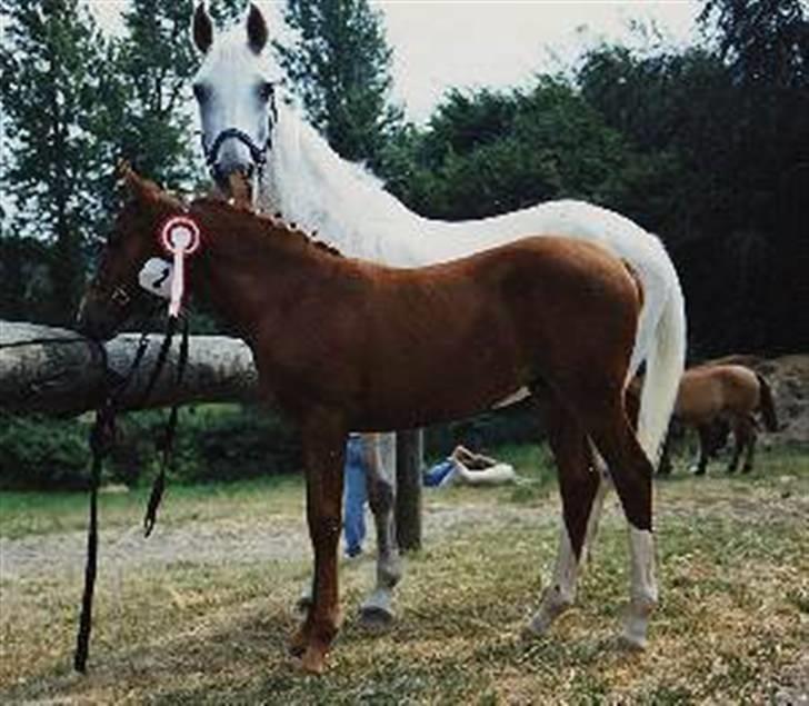 Frederiksborg Vivaldi´s Cecillia - Vivaldi´s Cecillia får 1. præmie. Vivaldi´s Lolitta ( hendes mor ) står i baggrunden. billede 9