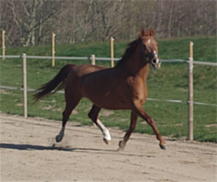 Frederiksborg Vivaldi´s Cecillia - Cecillias smukke trav. billede 13