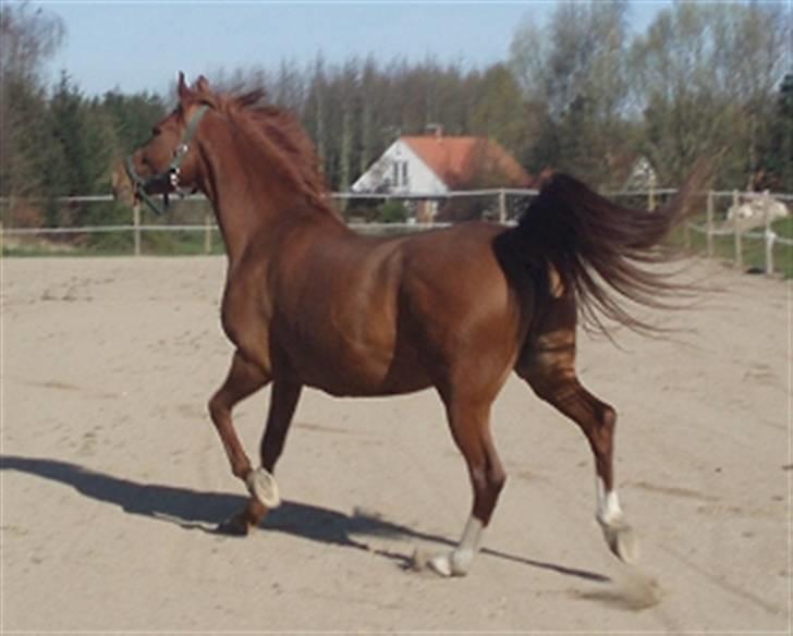 Frederiksborg Vivaldi´s Cecillia - Dejligt humør. billede 14