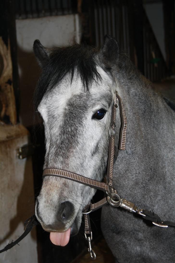 Welsh Partbred (Sec F) Princess billede 1