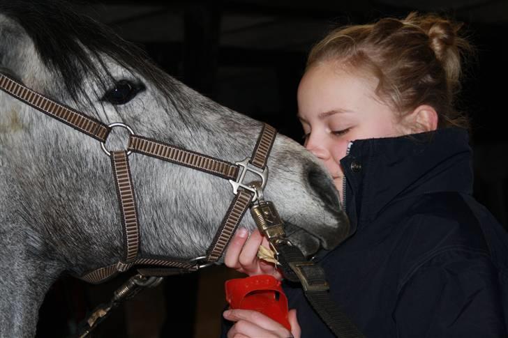 Welsh Partbred (Sec F) Princess billede 2