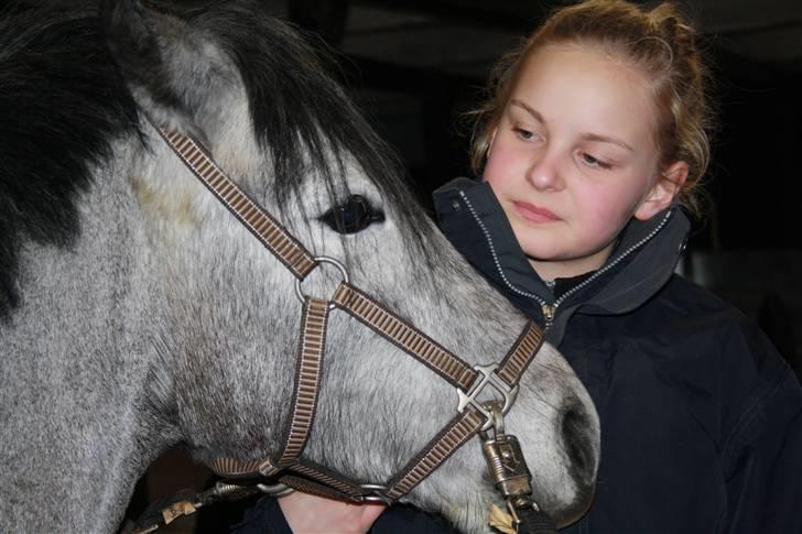 Welsh Partbred (Sec F) Princess billede 3