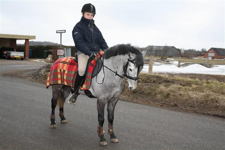 Welsh Partbred (Sec F) Princess billede 4