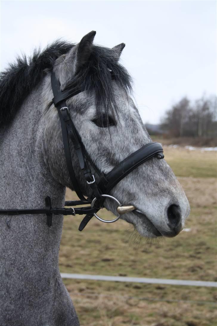 Welsh Partbred (Sec F) Princess billede 5