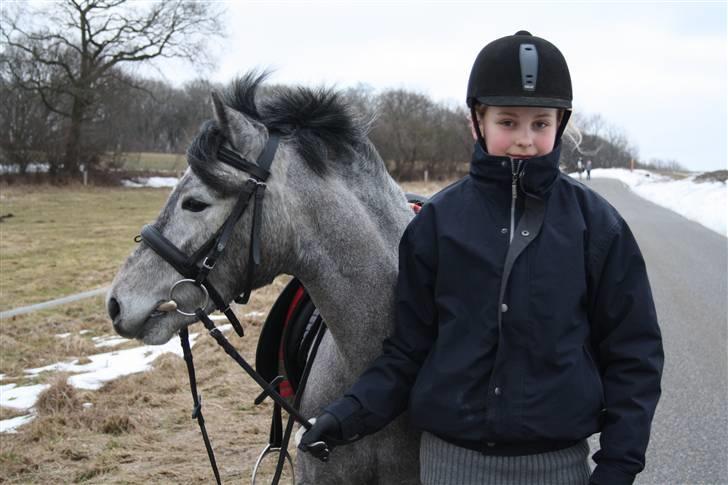 Welsh Partbred (Sec F) Princess billede 6