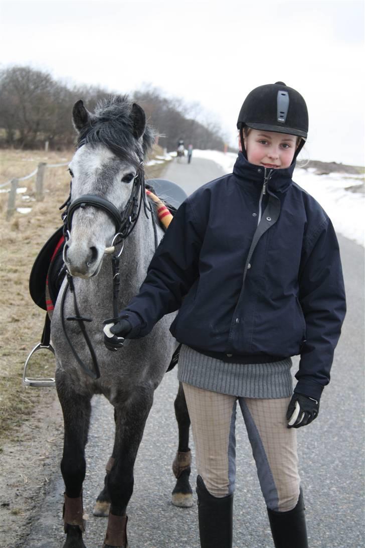 Welsh Partbred (Sec F) Princess billede 7