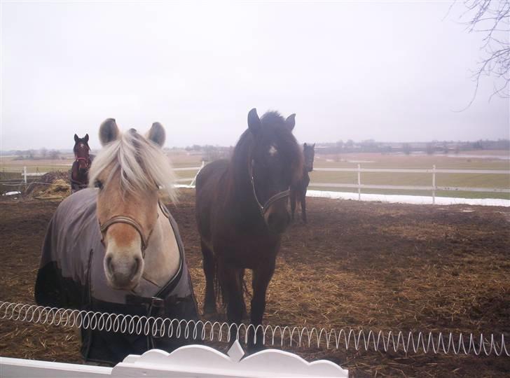 Koldblodstraver domiq - domiq og hans nye bedste ven sofus... billede 13