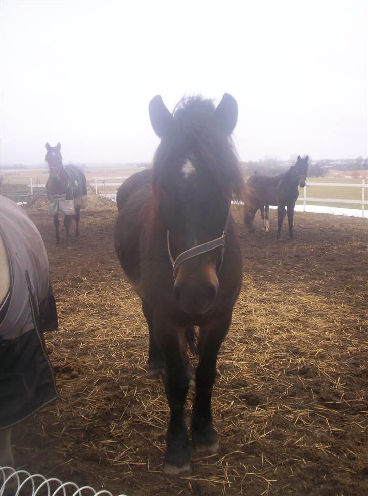 Koldblodstraver domiq billede 14