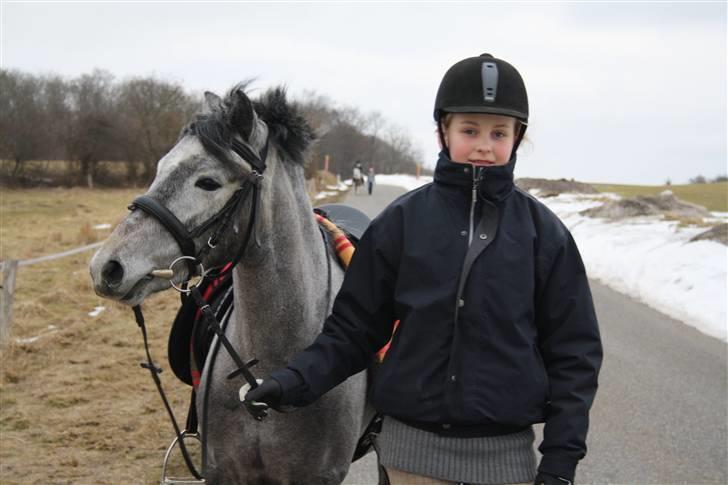 Welsh Partbred (Sec F) Princess billede 8