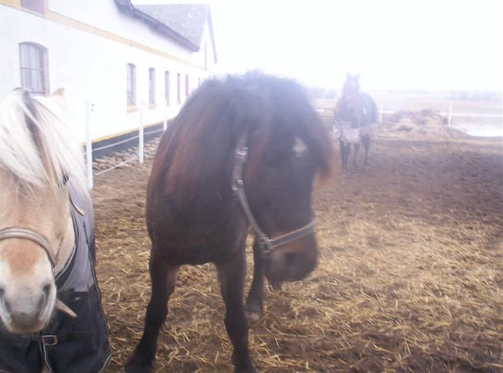 Koldblodstraver domiq billede 15