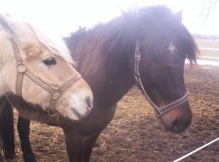 Koldblodstraver domiq billede 16