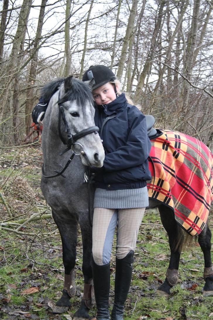 Welsh Partbred (Sec F) Princess billede 9