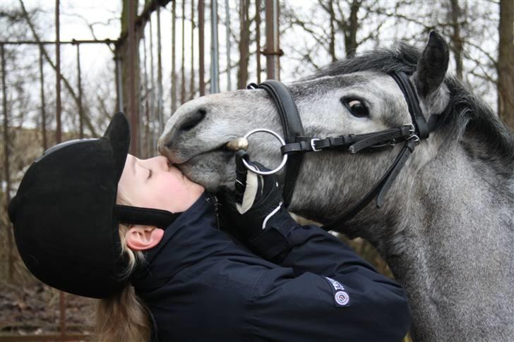 Welsh Partbred (Sec F) Princess billede 10