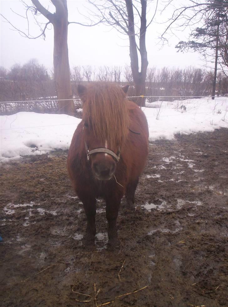 Shetlænder hannibal billede 8