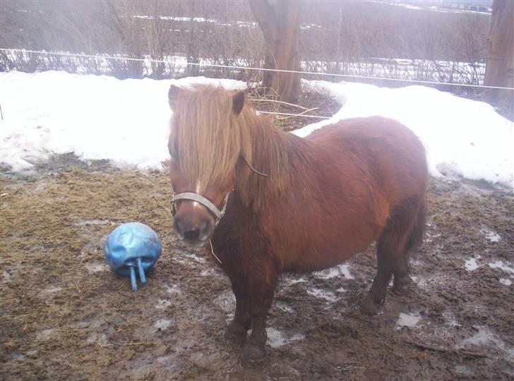 Shetlænder hannibal billede 9