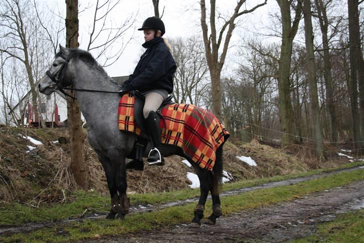 Welsh Partbred (Sec F) Princess billede 11