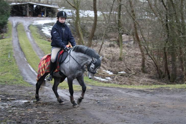 Welsh Partbred (Sec F) Princess billede 12