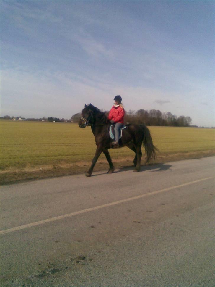 Koldblodstraver domiq billede 17