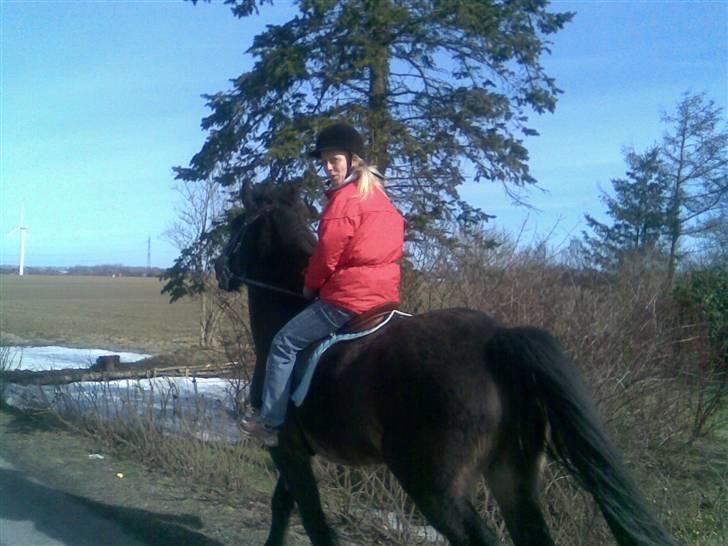 Koldblodstraver domiq billede 18