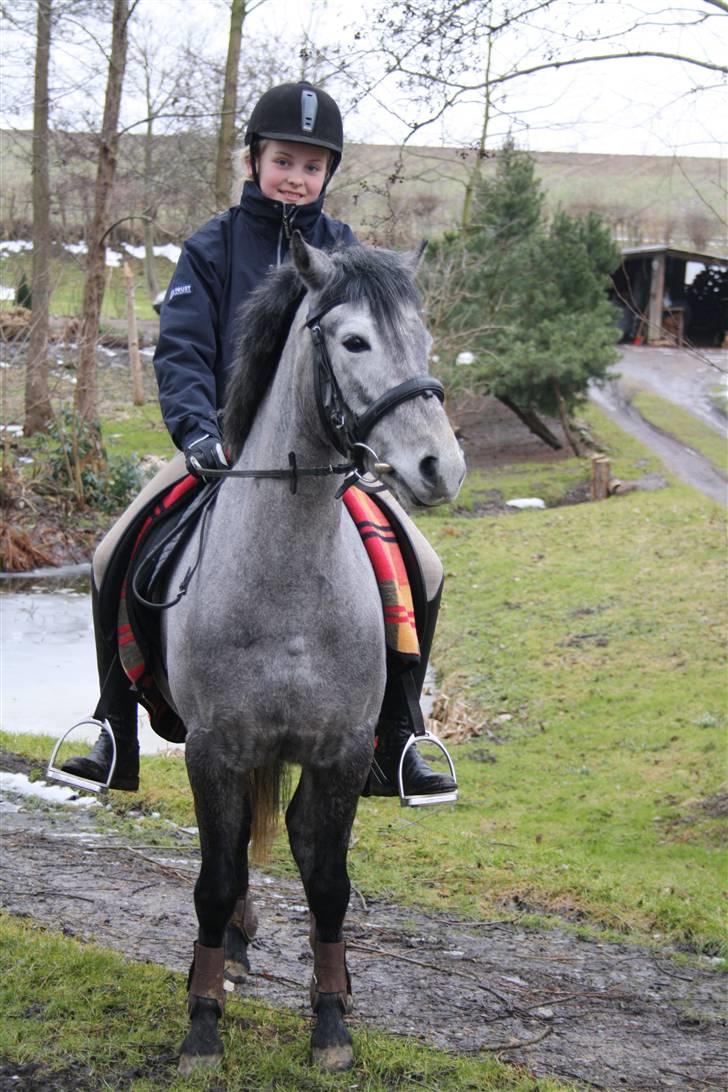 Welsh Partbred (Sec F) Princess billede 13