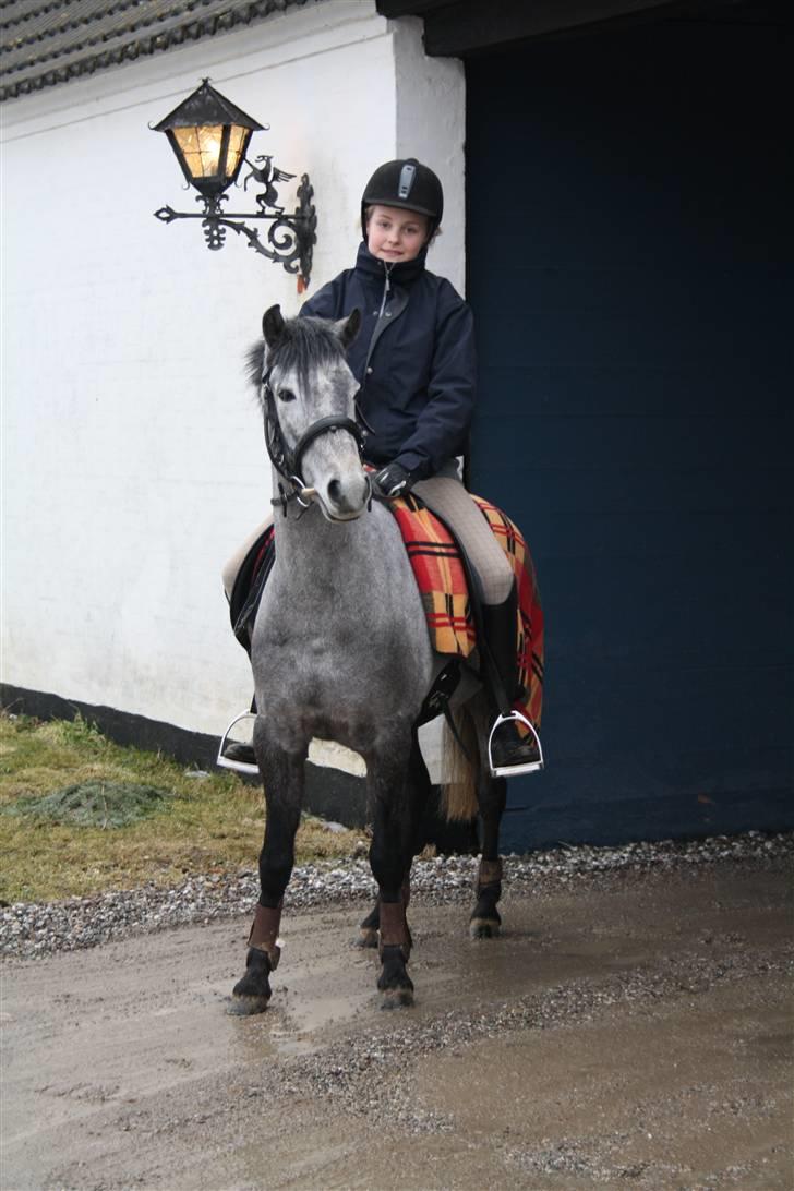 Welsh Partbred (Sec F) Princess billede 14