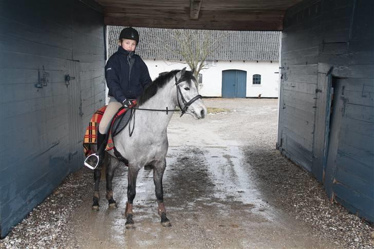 Welsh Partbred (Sec F) Princess billede 15