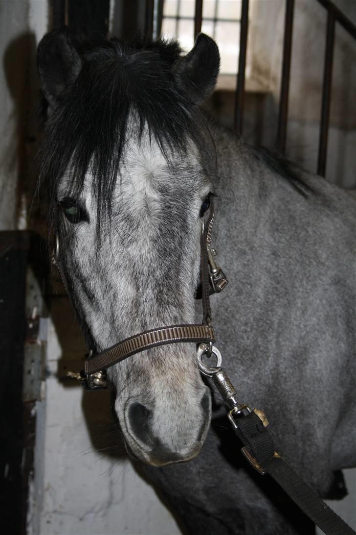 Welsh Partbred (Sec F) Princess billede 16
