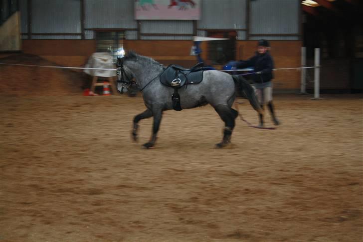 Welsh Partbred (Sec F) Princess billede 17