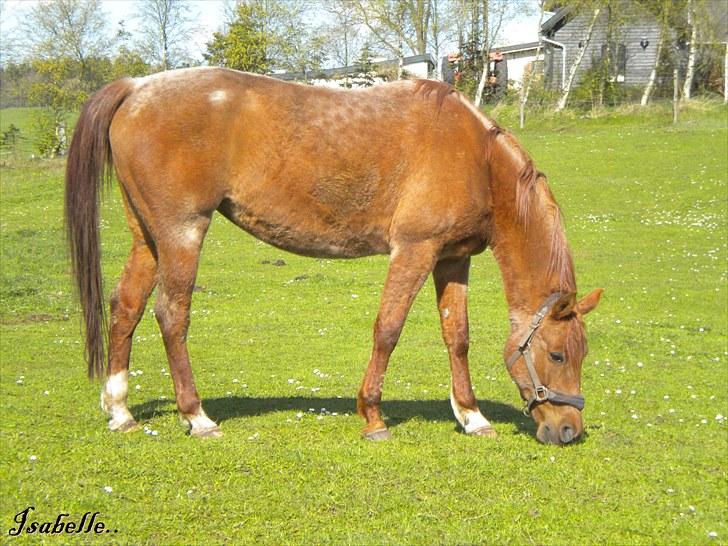 Anden særlig race Isabelle *Min engel* - Smukke bellse i solskinnet på folden.. Fotograf: Mig/Camilla billede 10