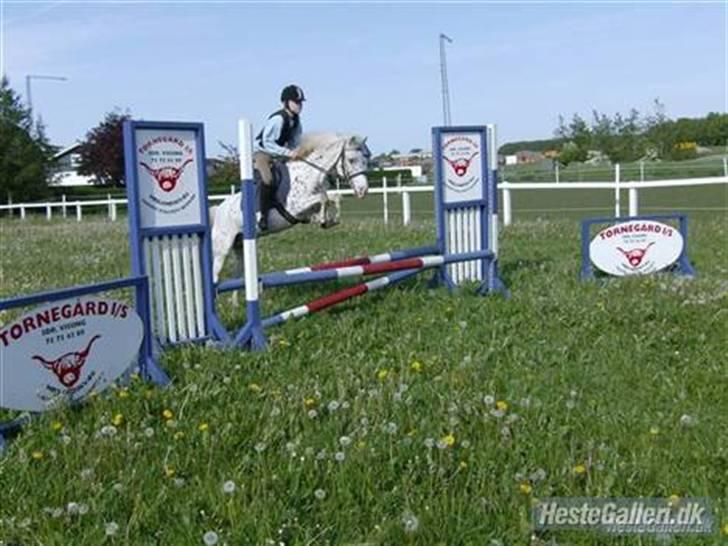 Knabstrupper pippi lotta gammle part billede 11