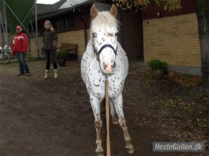 Knabstrupper pippi lotta gammle part billede 14