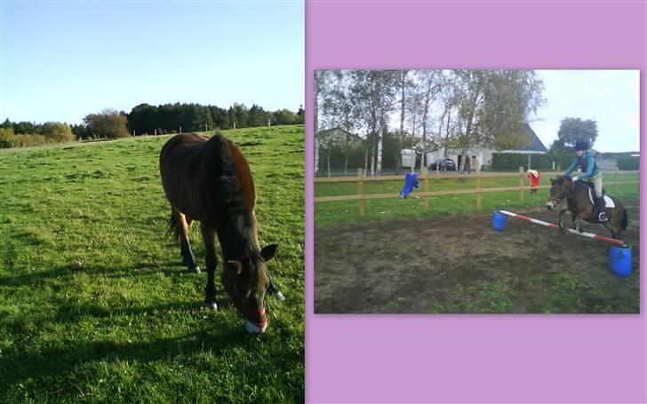 Anden særlig race tanja R.I.P billede 4
