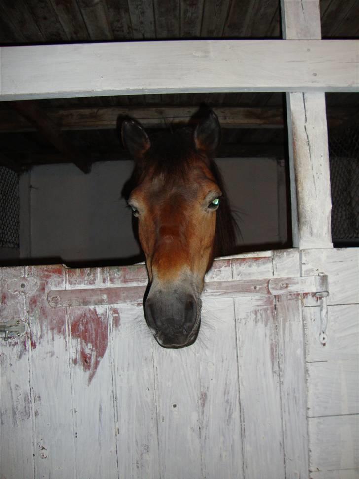 Anden særlig race tanja R.I.P billede 5