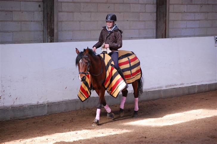 Hollandsk Sportspony lady solgt - årh tykke pony :D foto AK<3 billede 11