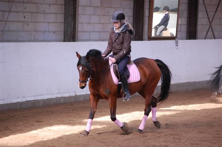 Hollandsk Sportspony lady solgt - fantastisk pony<3 foto AK billede 13